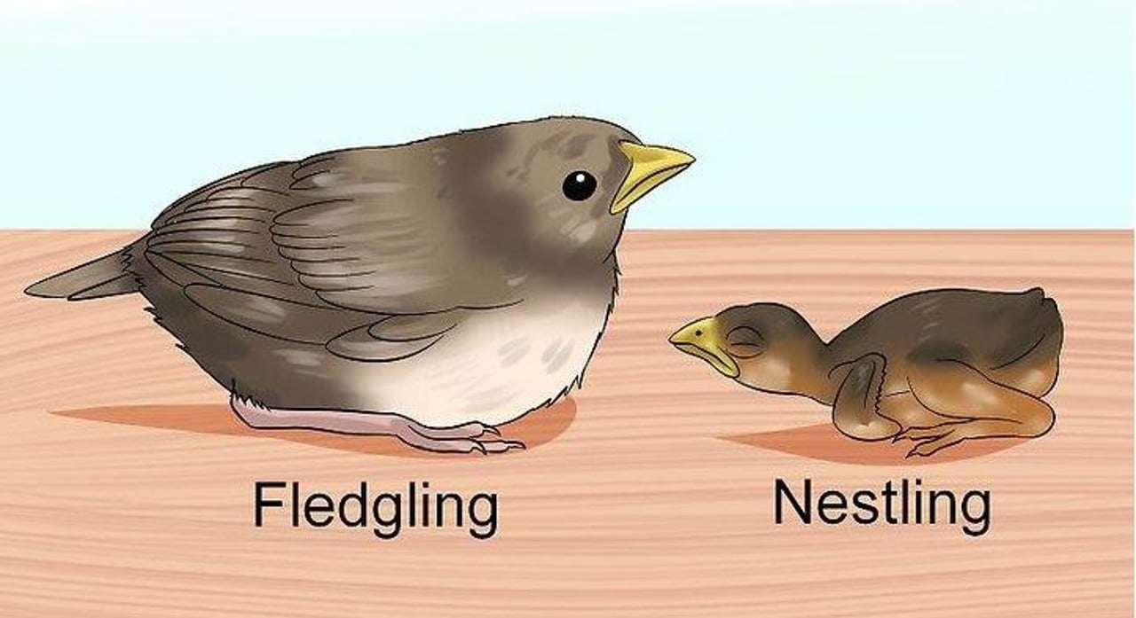 bird