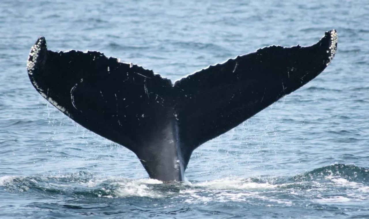 whale