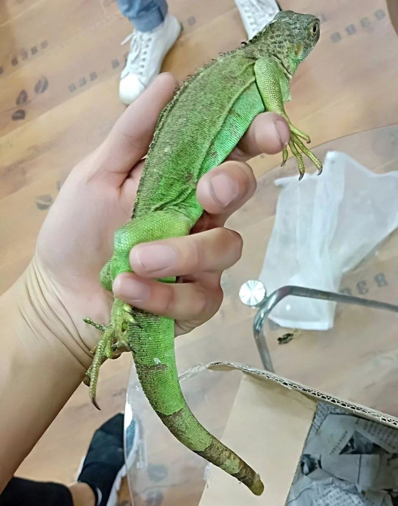 lizard