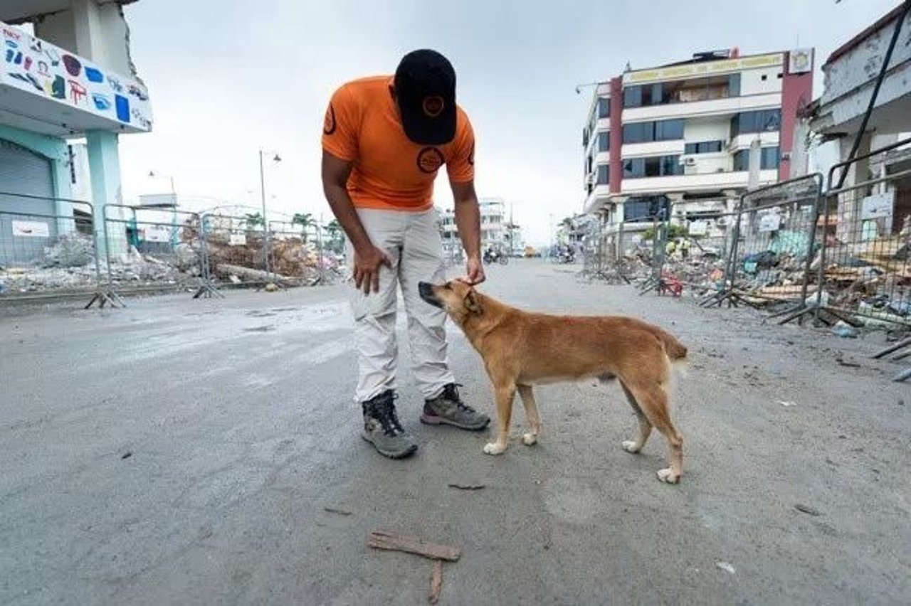 animal in disaster