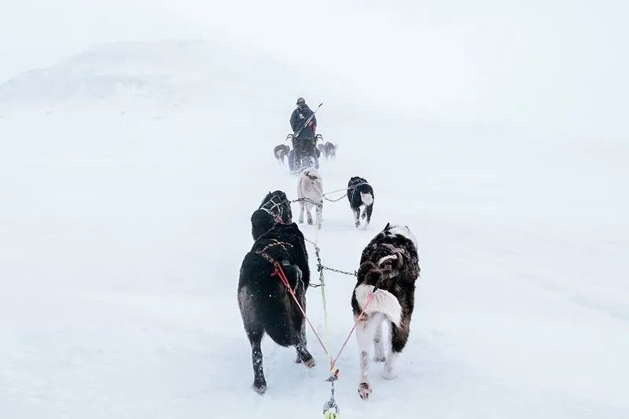 Sled dogs