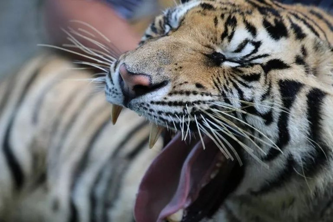 tiger