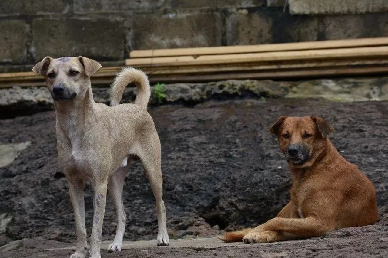 dogs