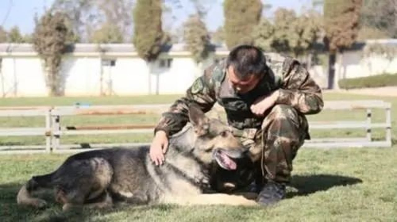 SAR dog