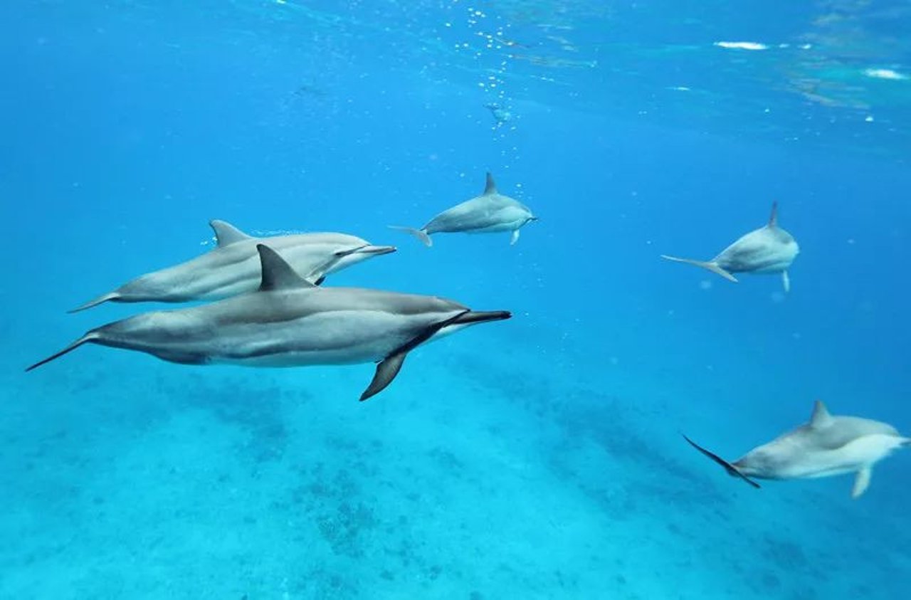 dolphins
