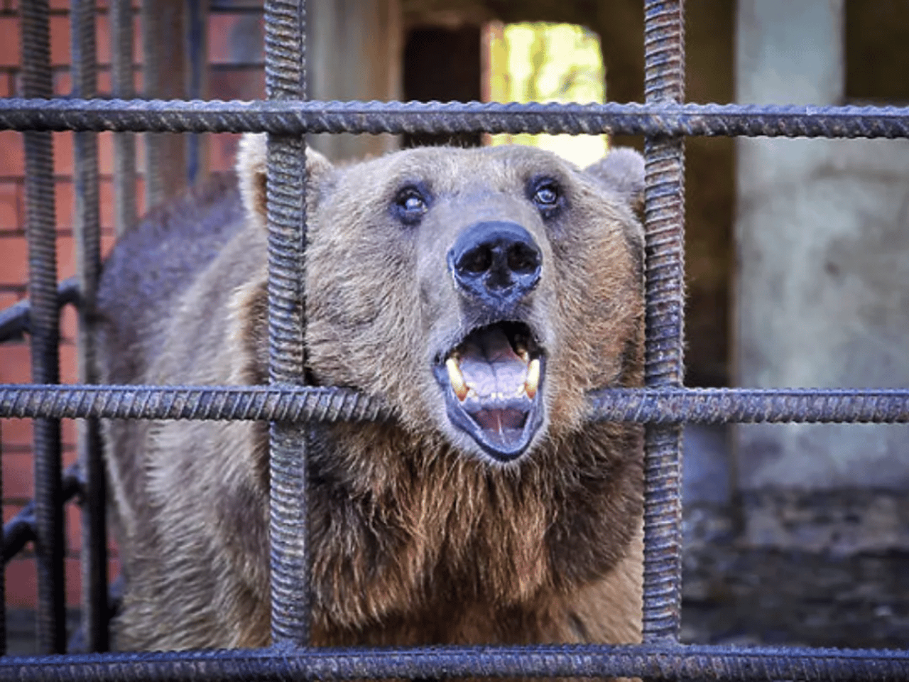 bear