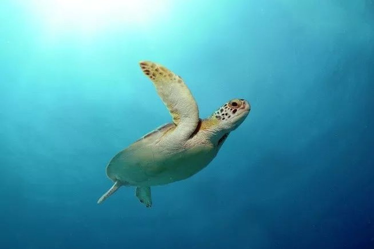 turtle