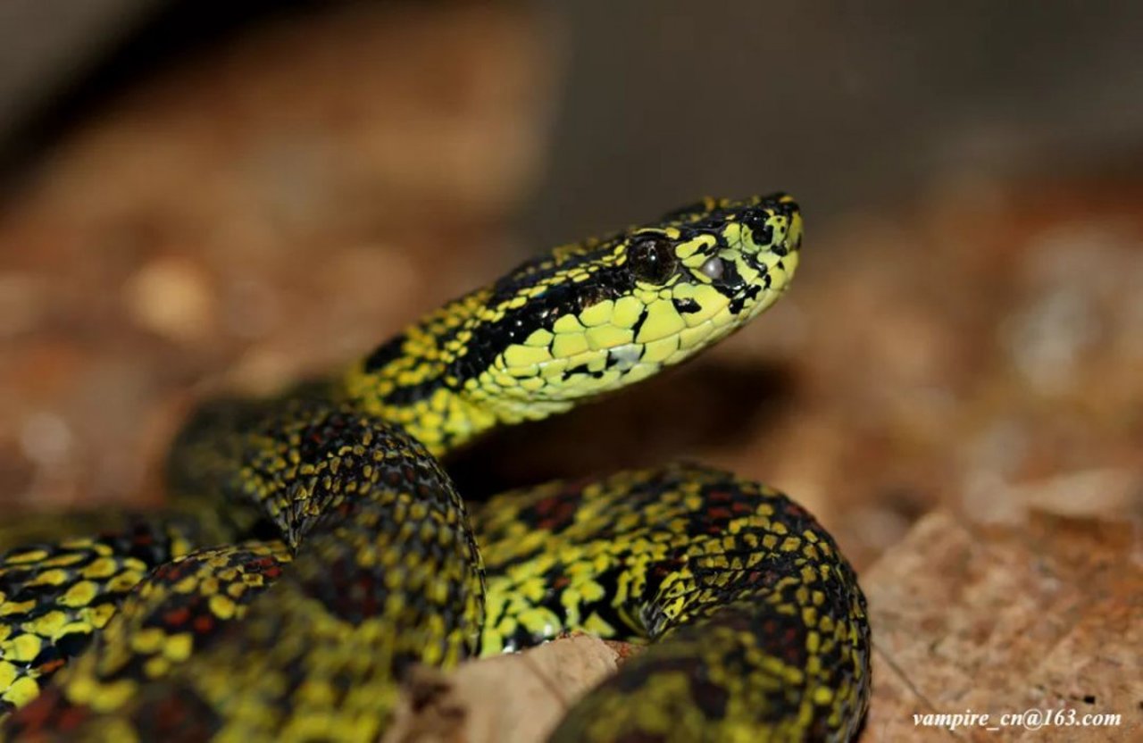Protobothrops jerdonii