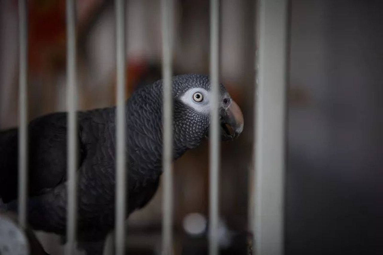 African greys