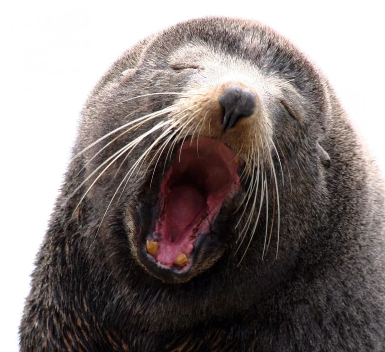 fur seal