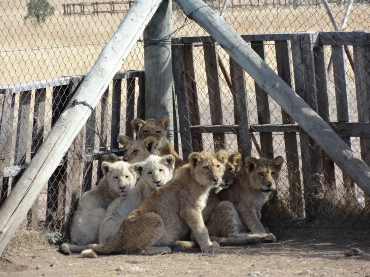 captive lion