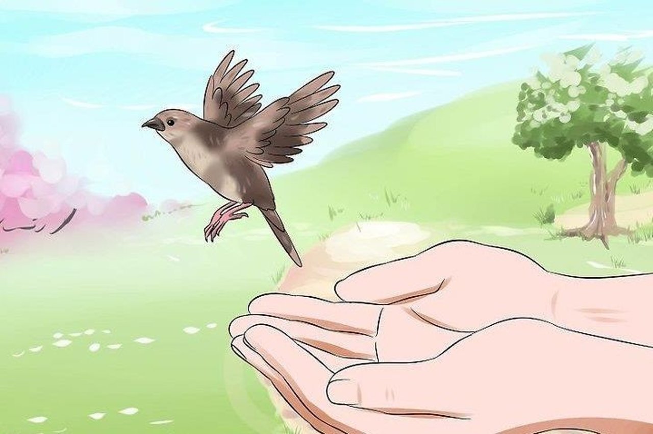 bird