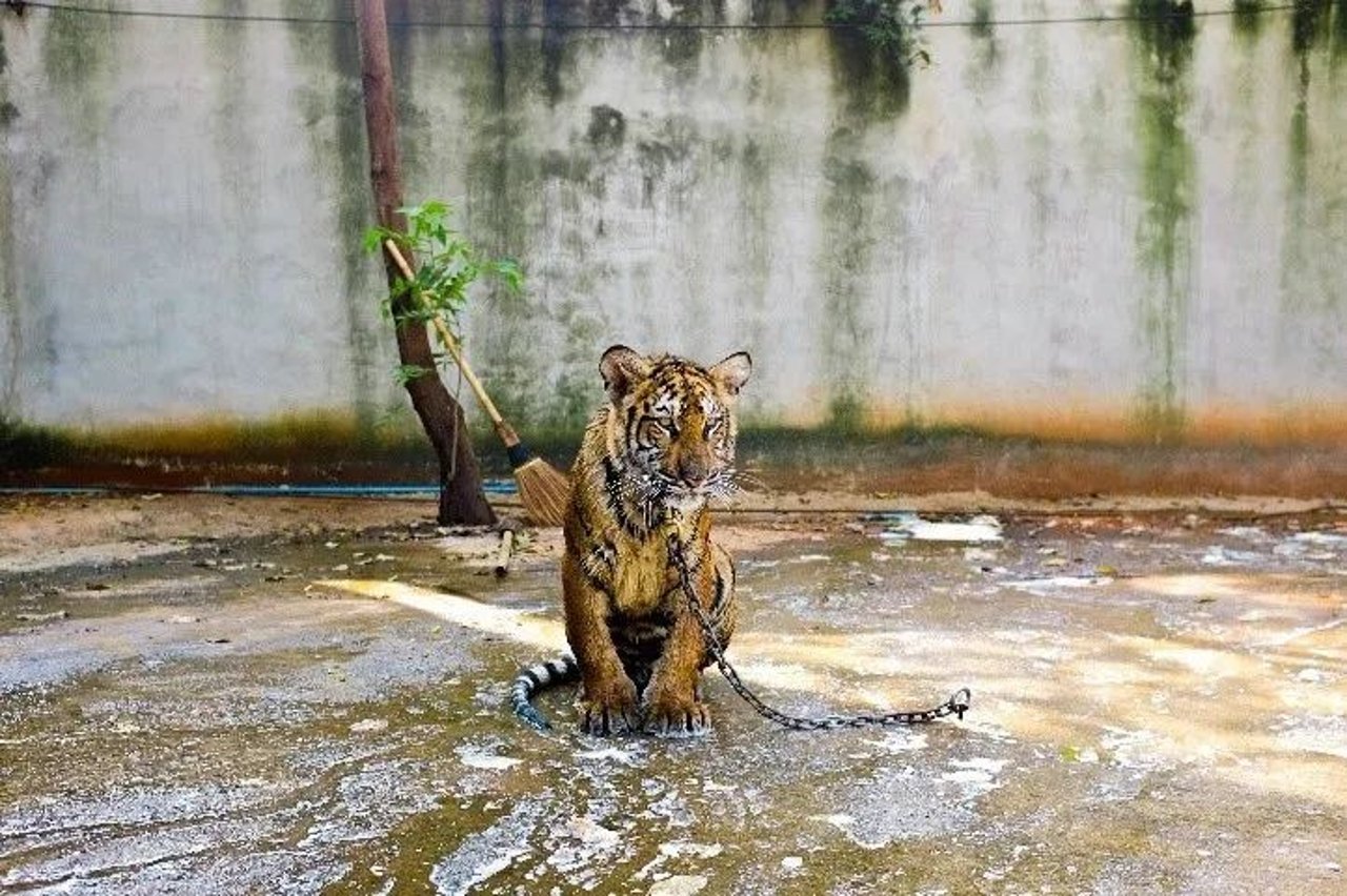 chained tiger