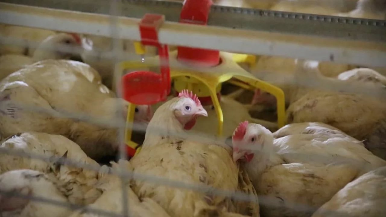 low welfare farm