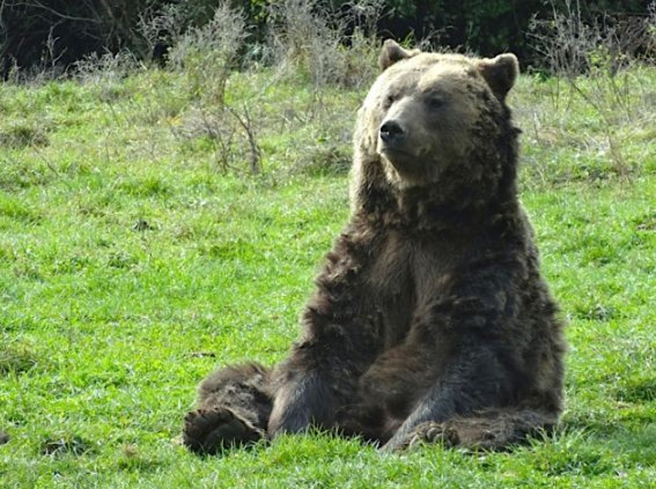 bear