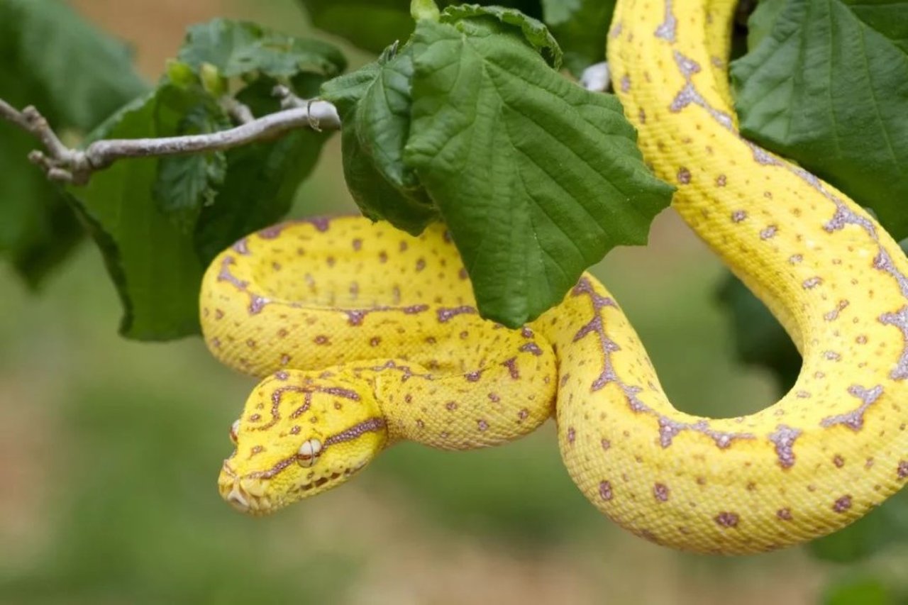 snake