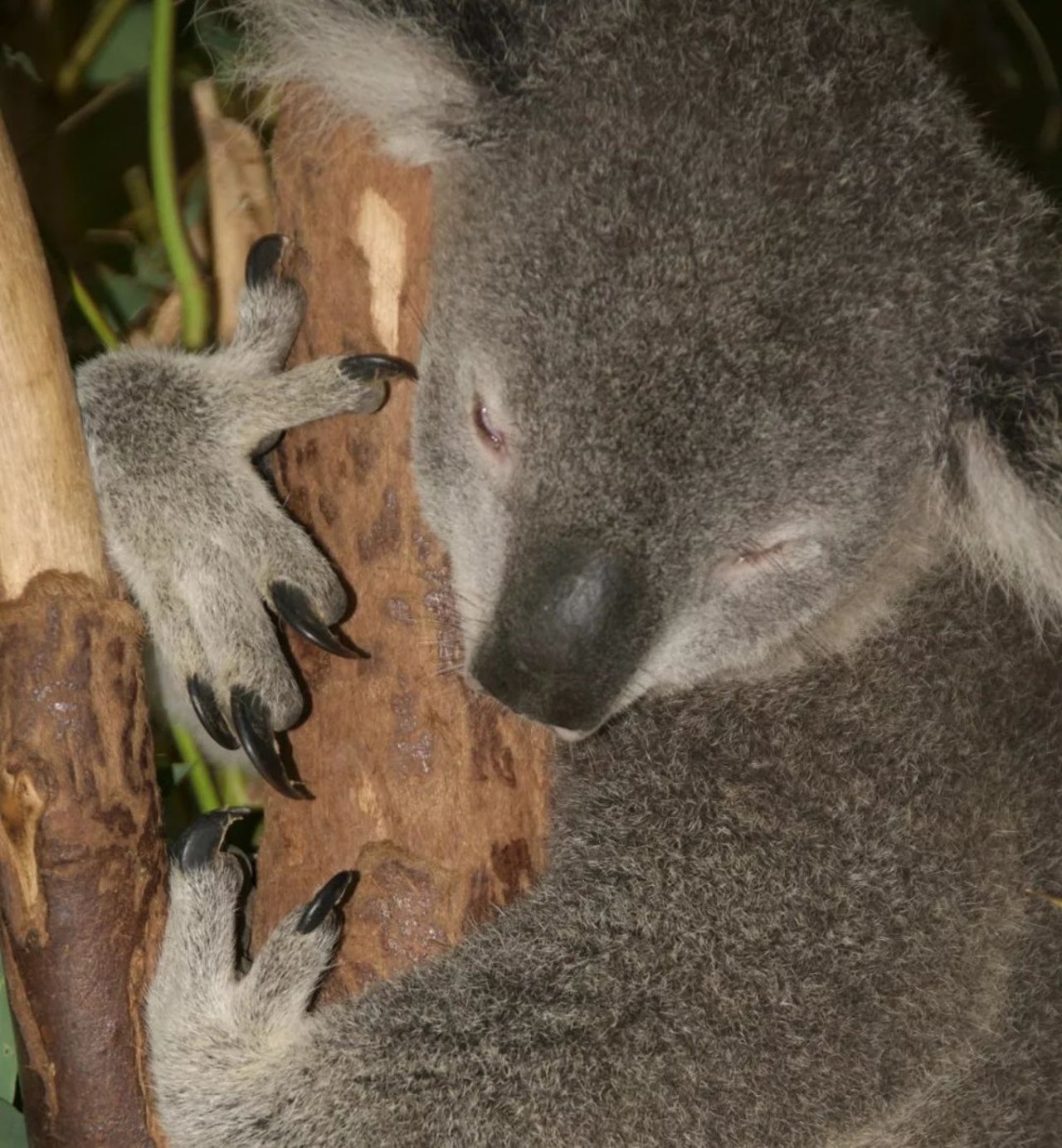 koala