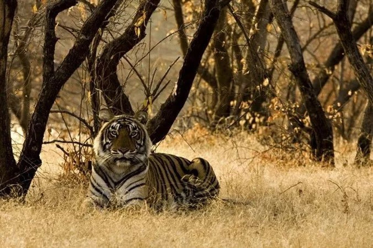 tiger