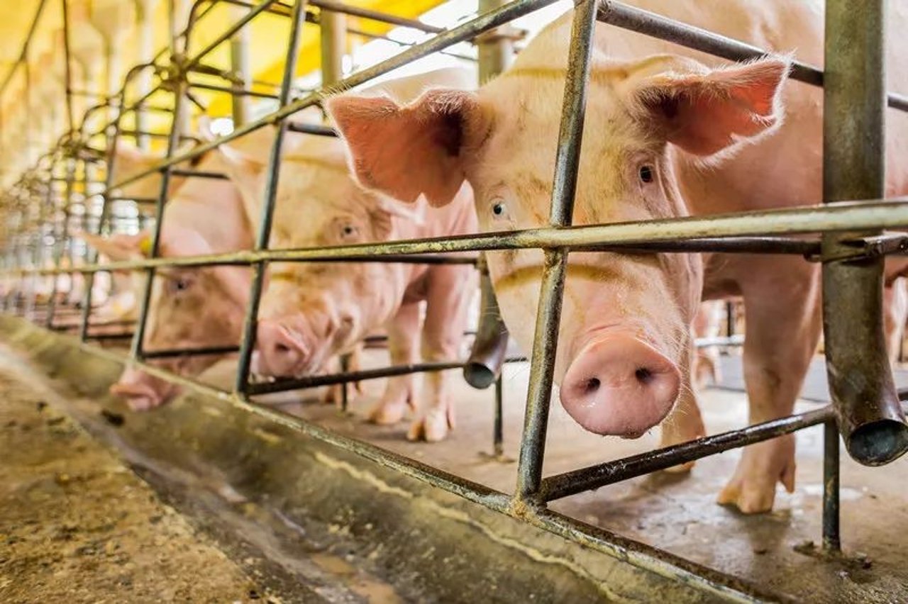 low welfare farm