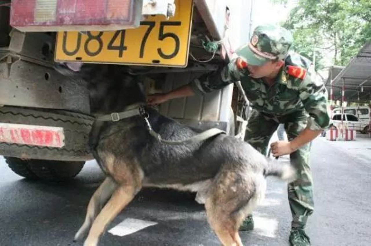police dog