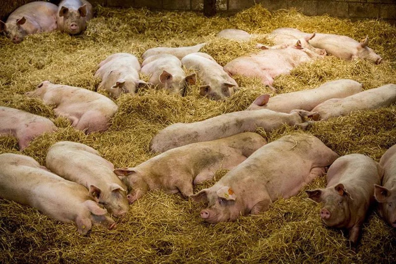high welfare farm