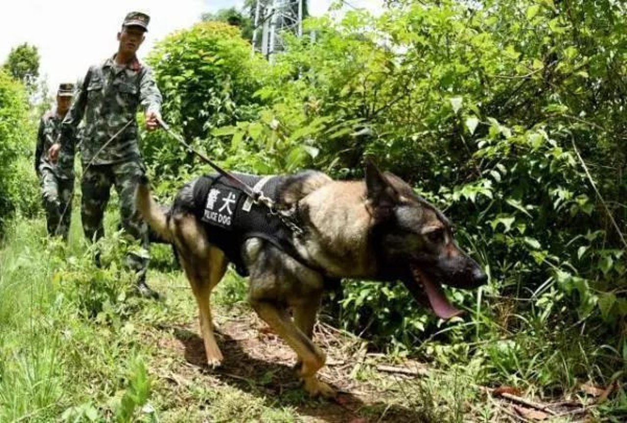 police dog