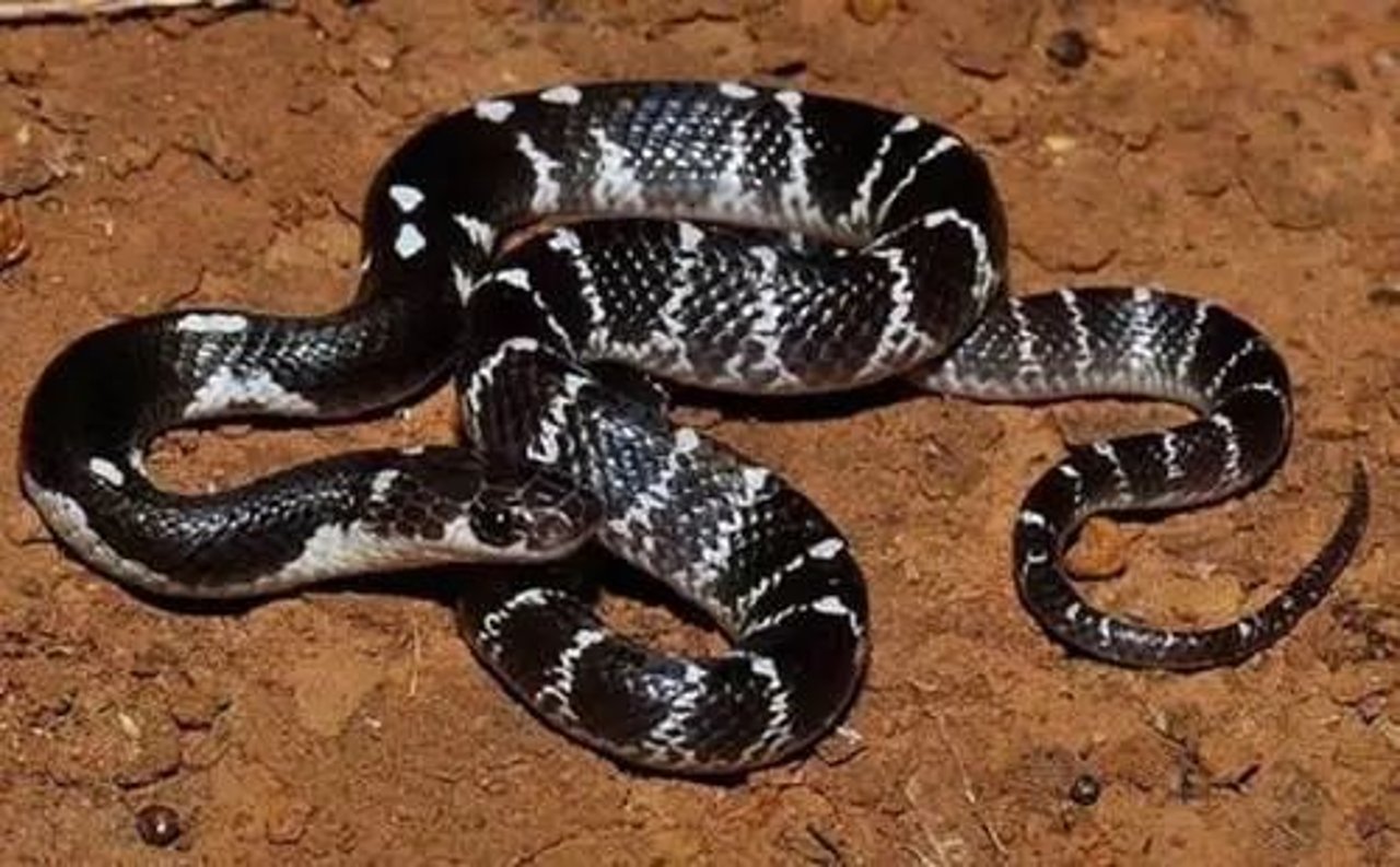 snake