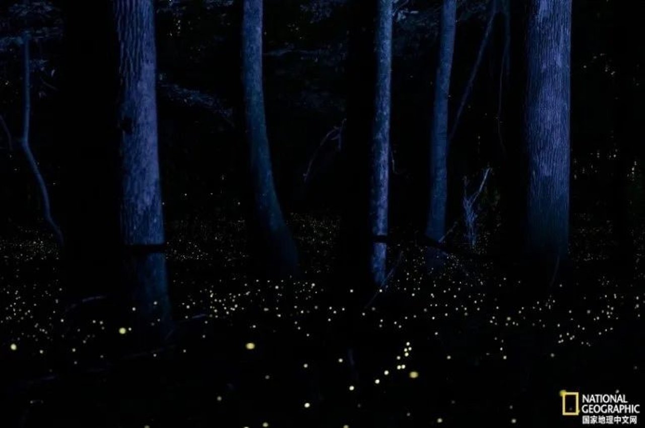 firefly