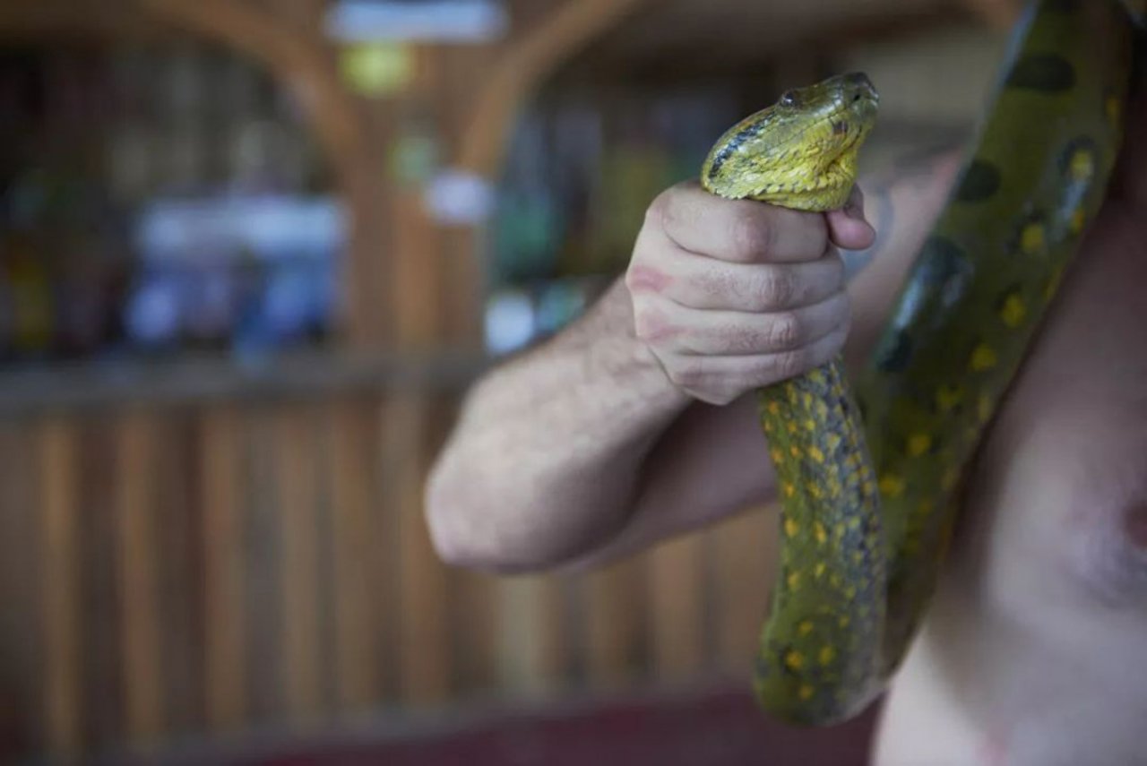snake