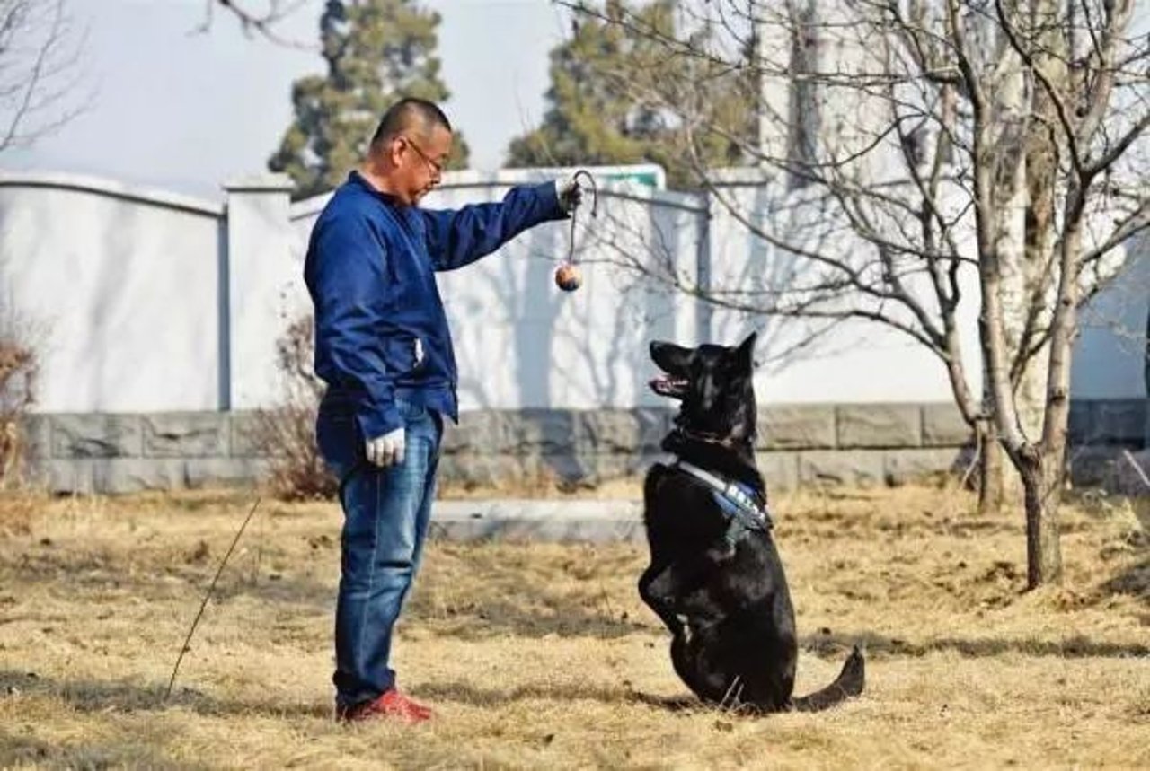 police dog