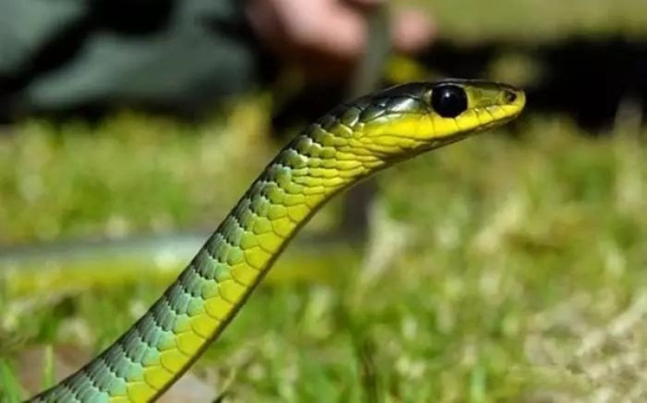 snake