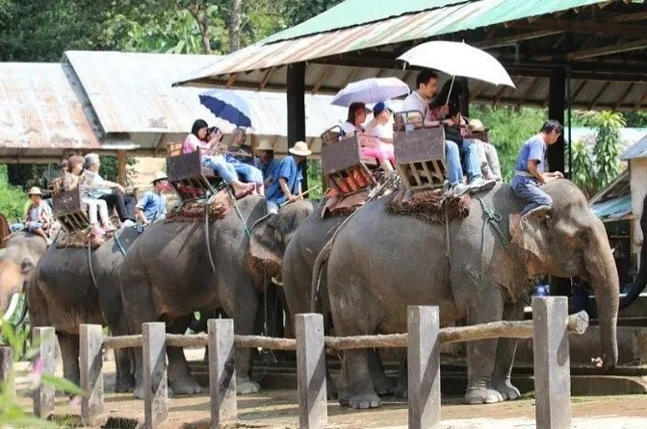 elephant riding