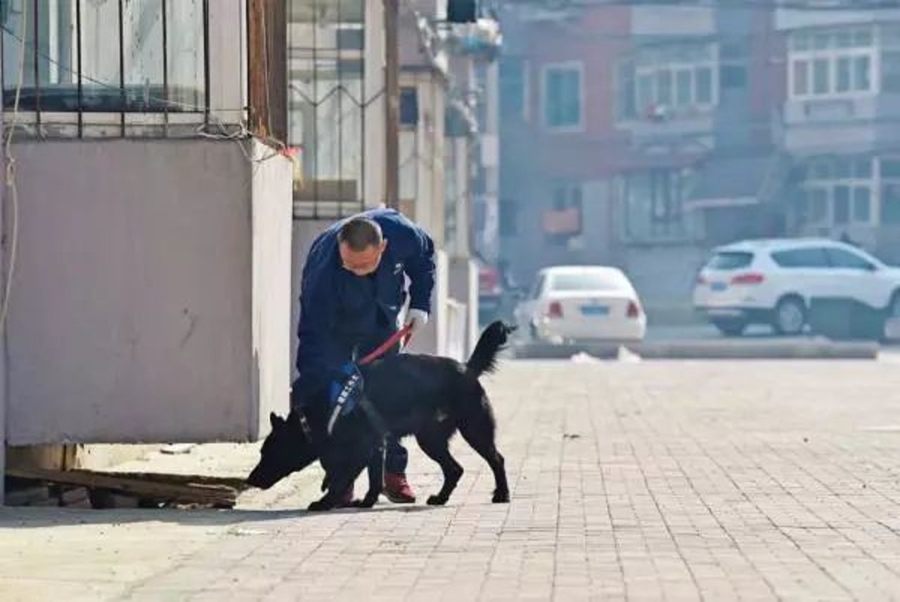 dog