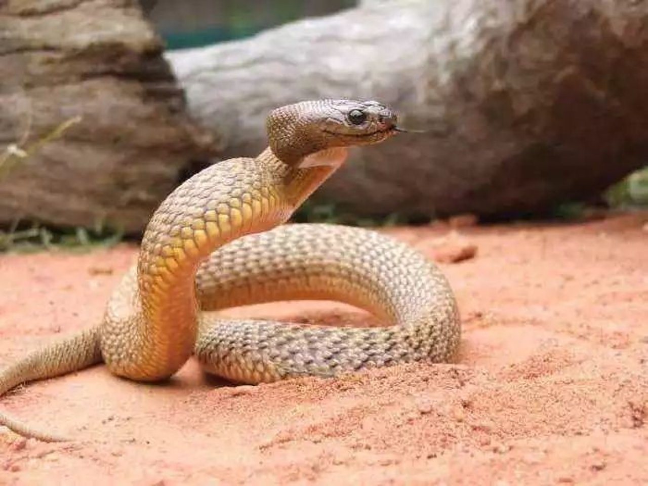 snake