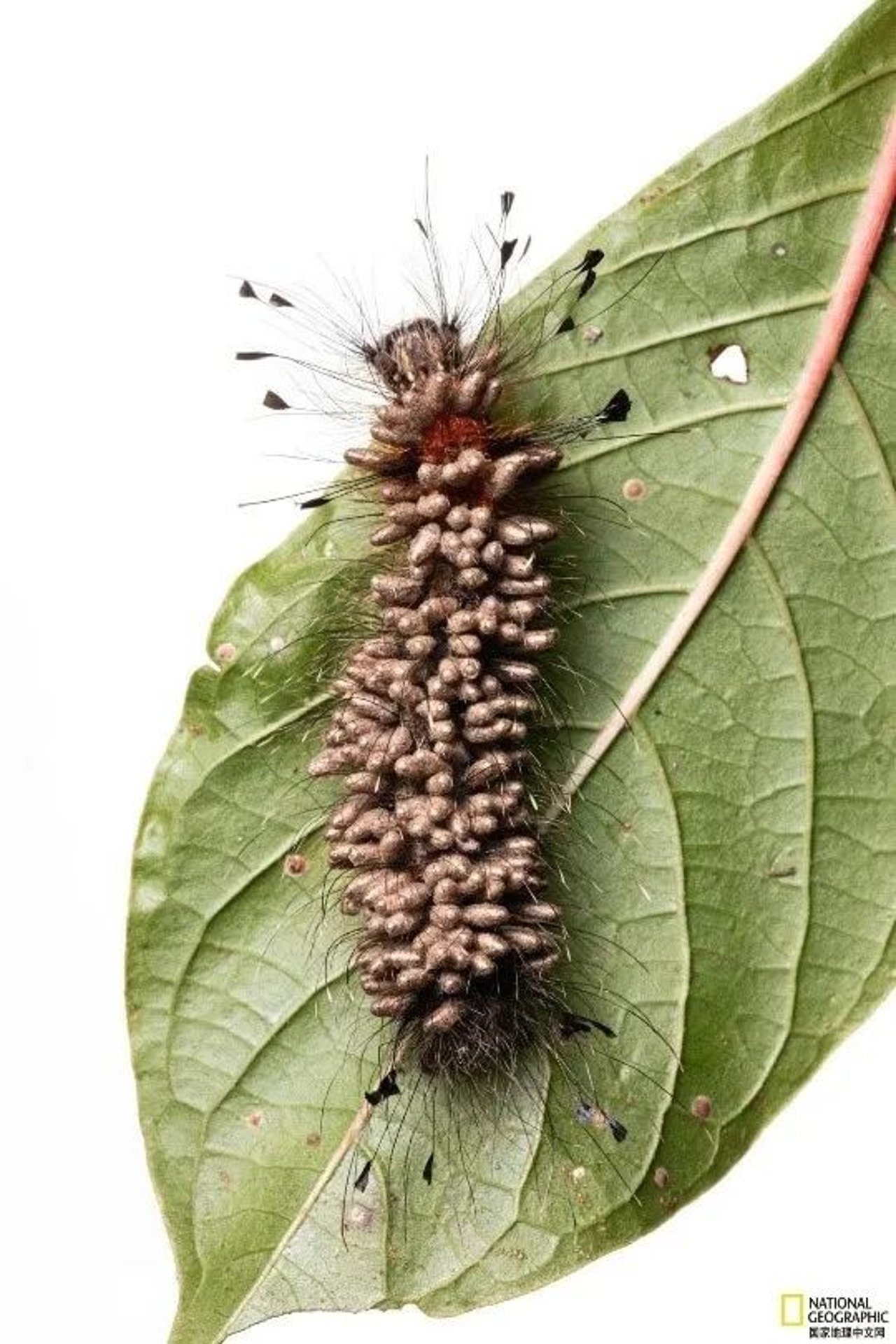 caterpillar