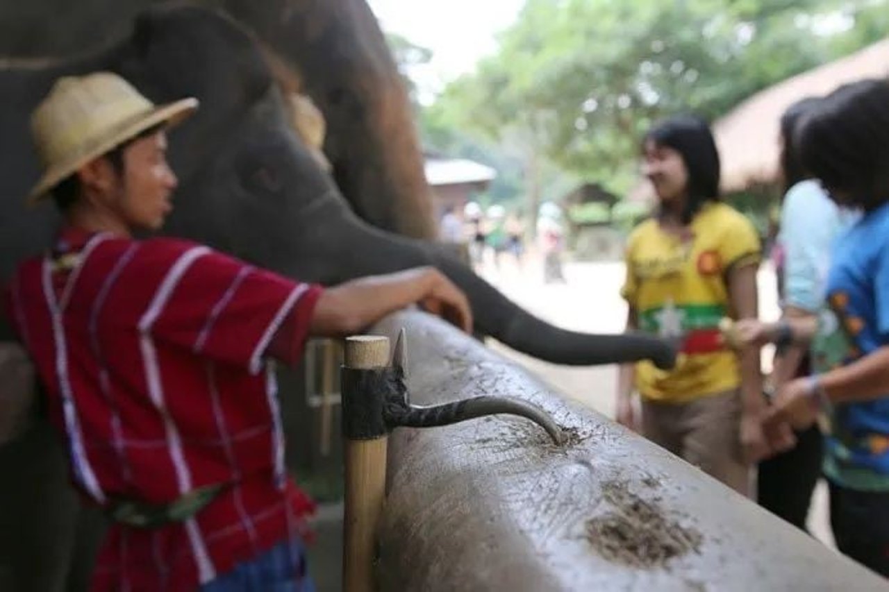 captive elephant