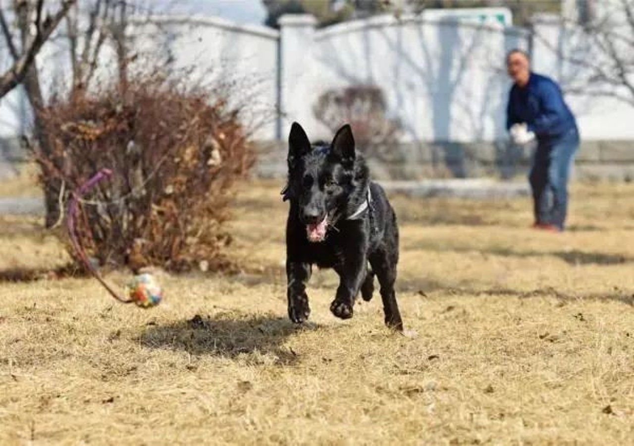police dog