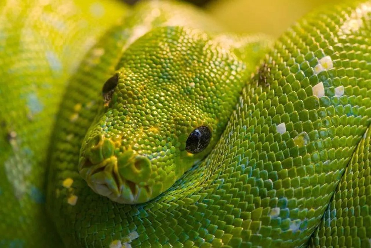 snake