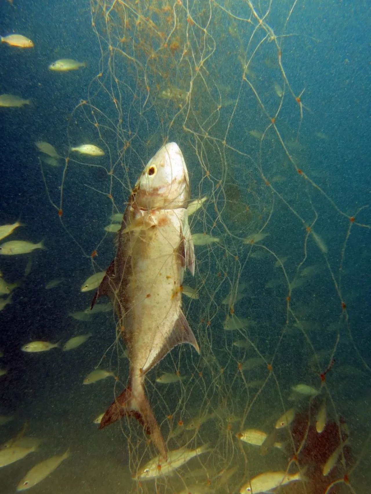 ghost gear