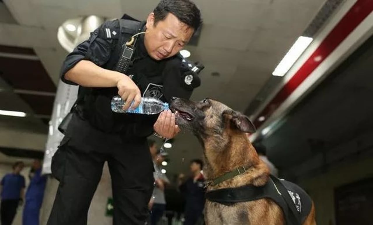 police dog