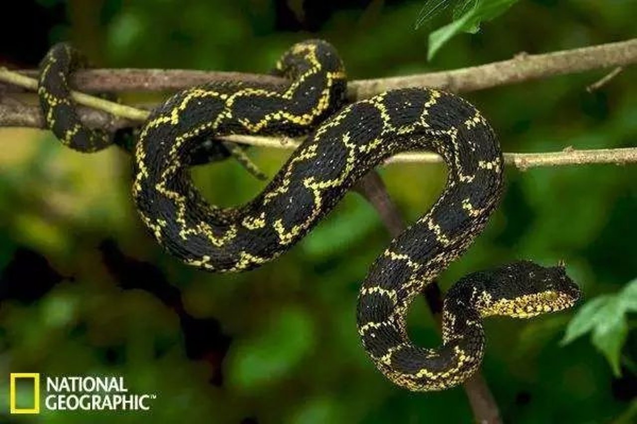 snake