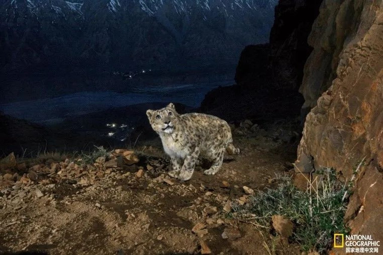 snow leopard