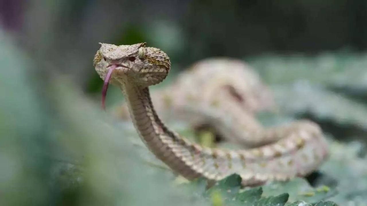 snake
