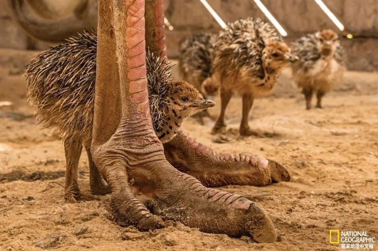 ostrich