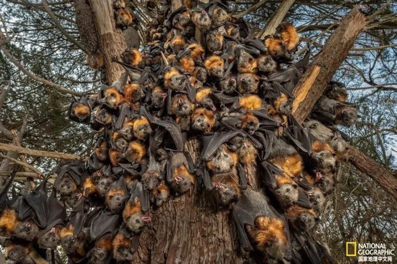 bat