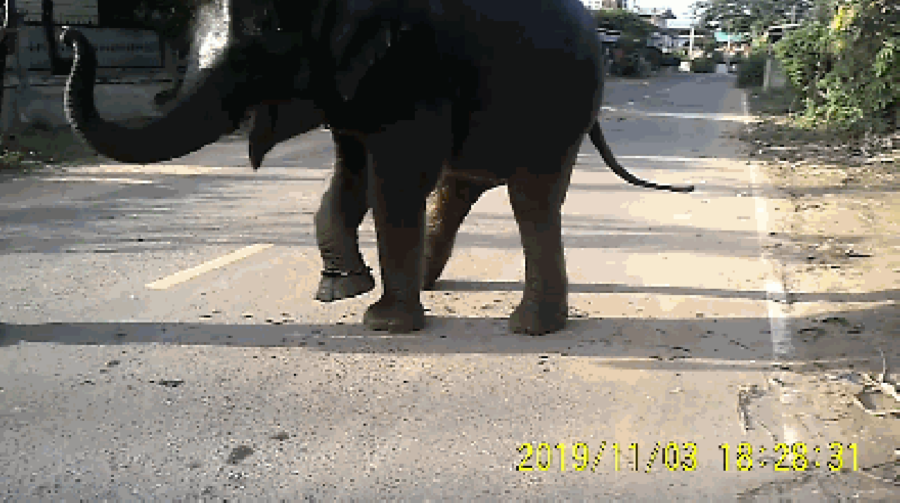 elephant