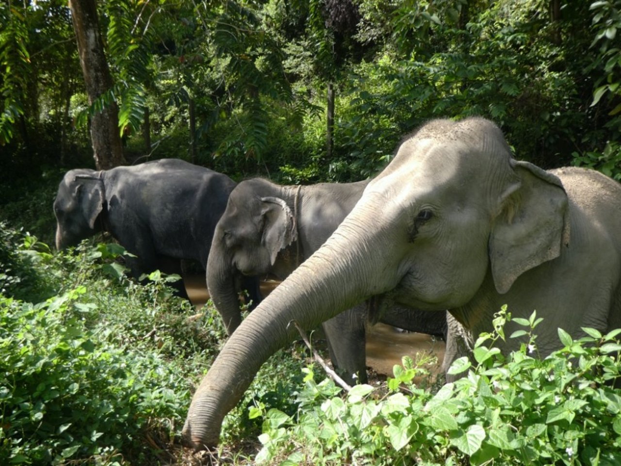 在“跟随巨人”大象景点中自由生活的三头大象/图片来源：世界动物保护协会
