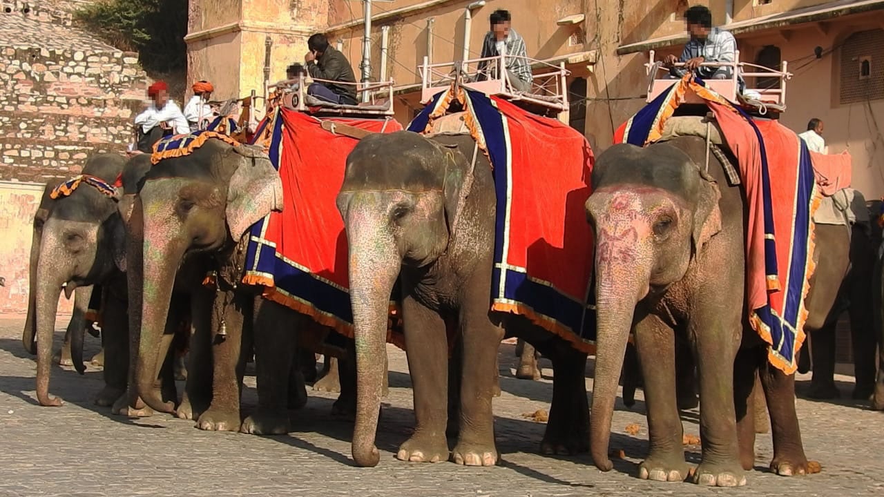 elephants