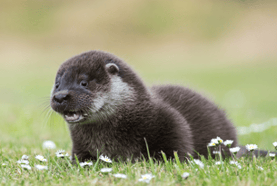 otter