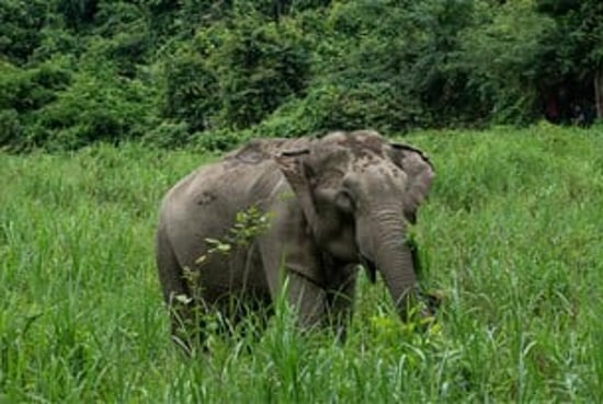 Elephant